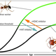 Overview of how modification of nucleosomes (HDAC/HAT inhibitors) can regulate the foraging behavior of carpenter ants.